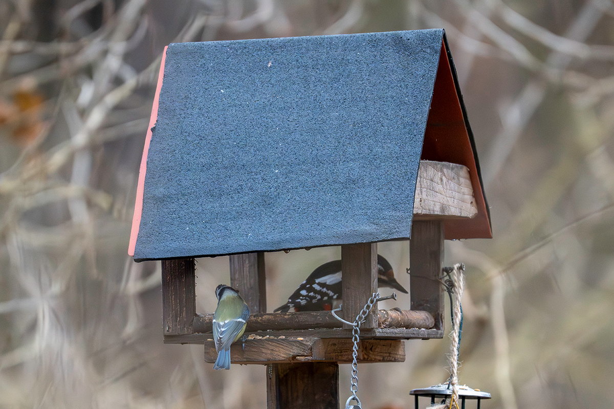 DSC_3099.jpg