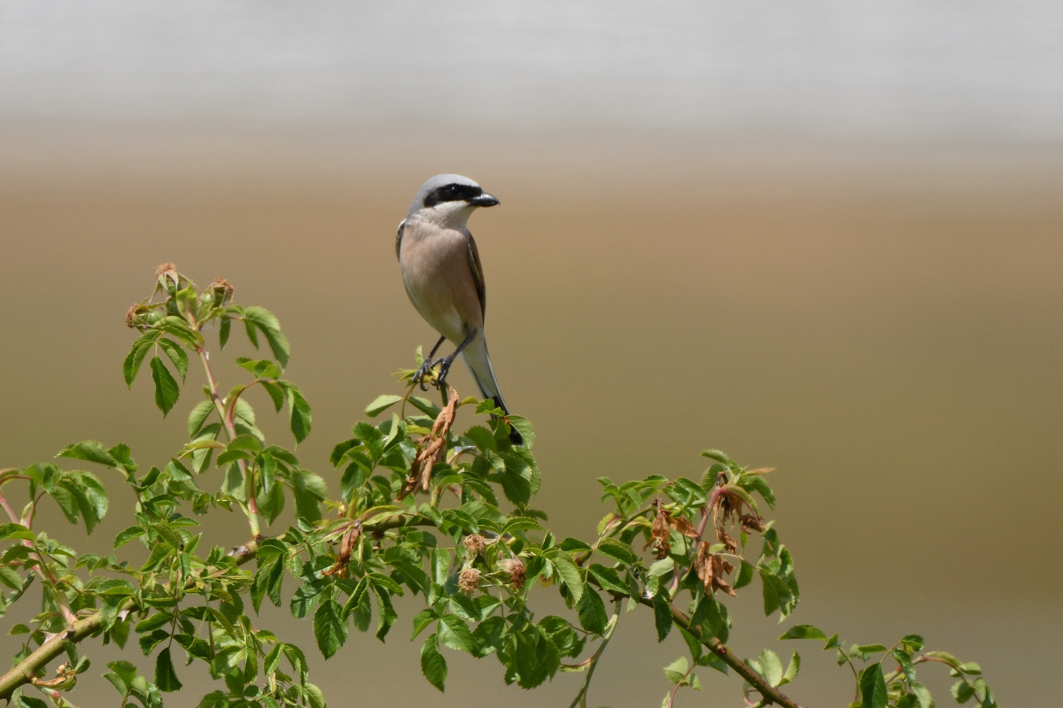 DSC_3100.JPG