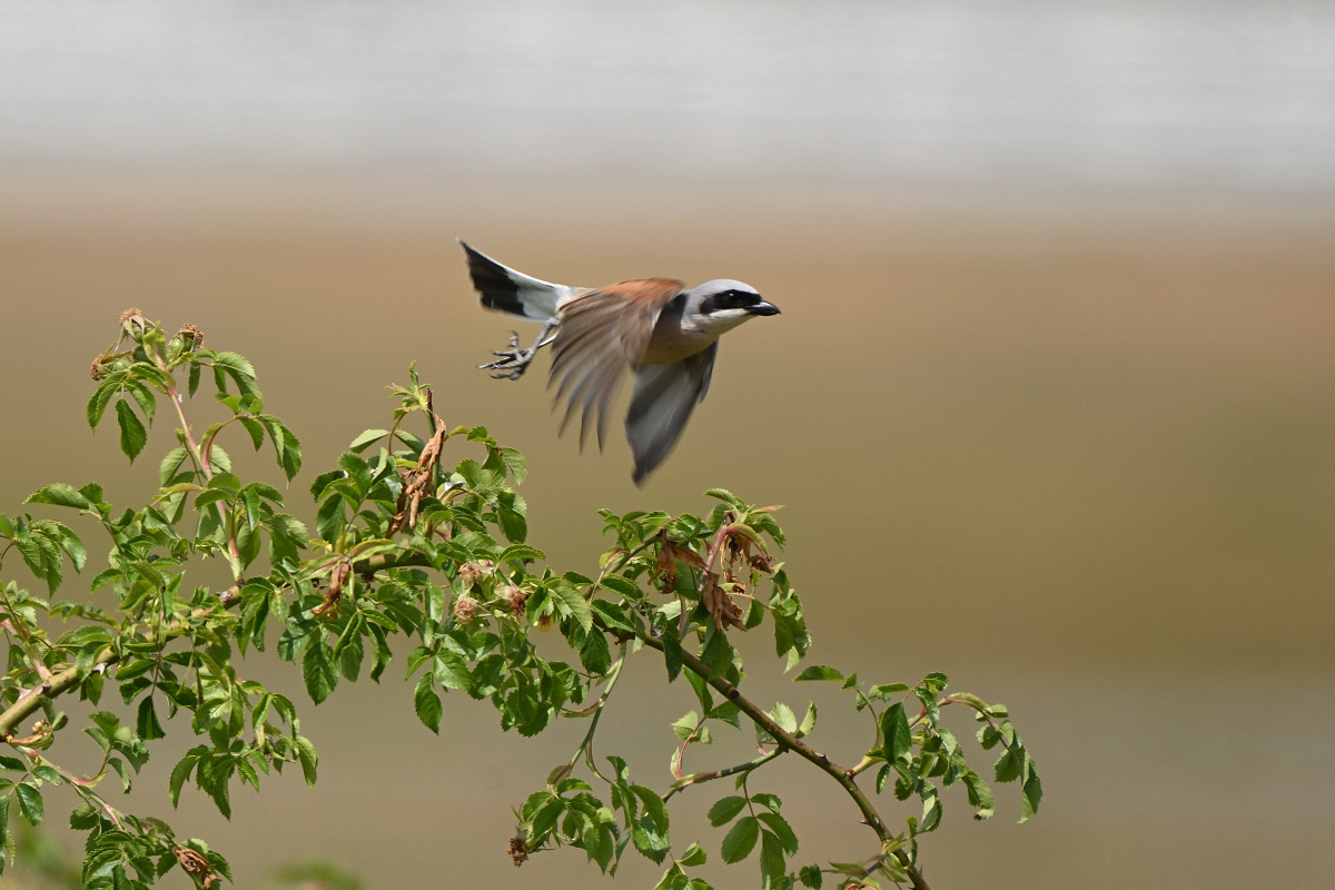 DSC_3101.JPG