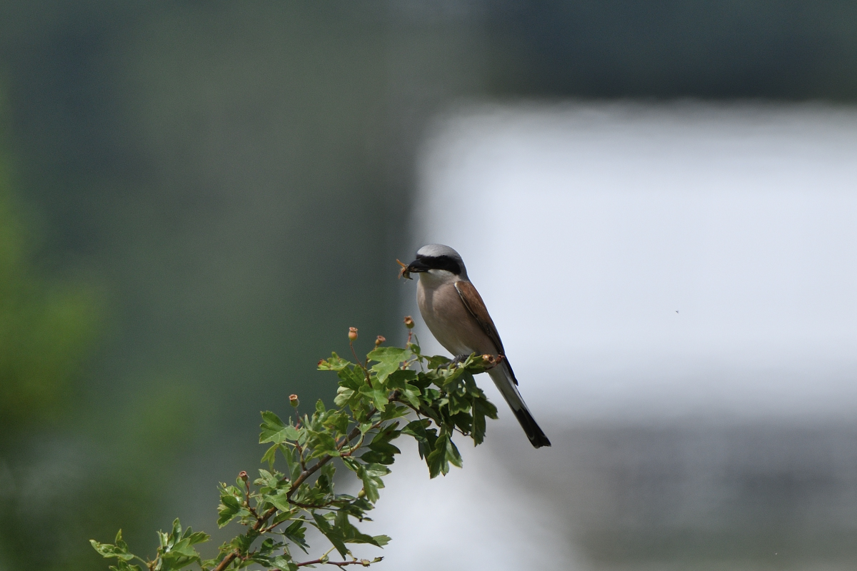 DSC_3103.JPG