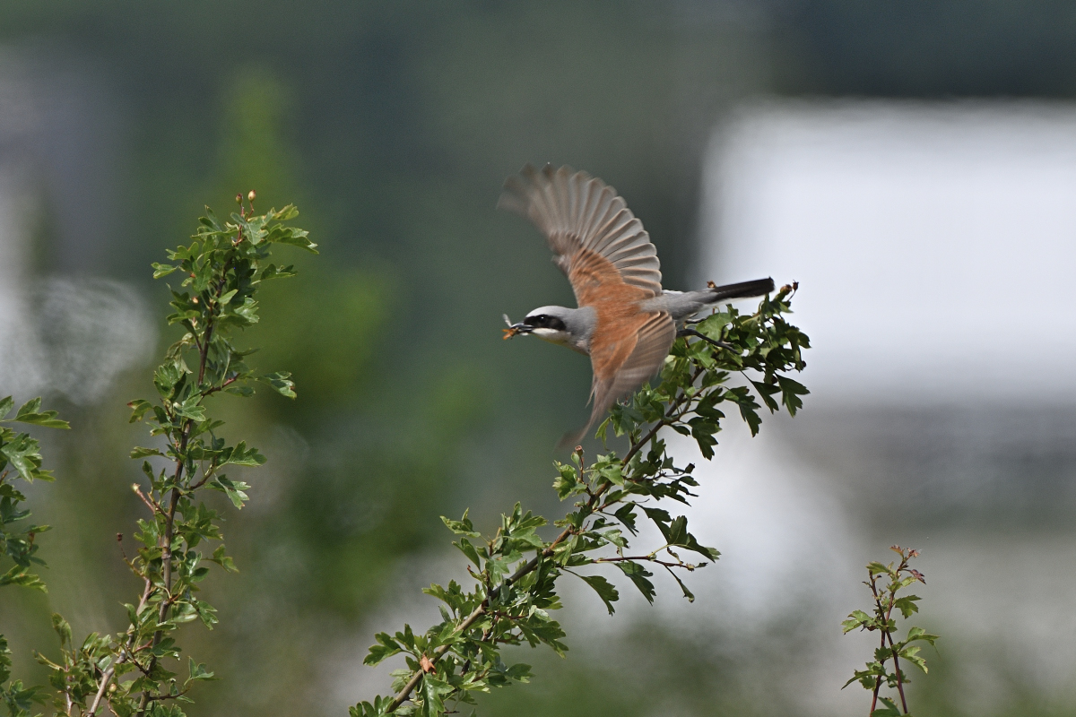 DSC_3104.JPG