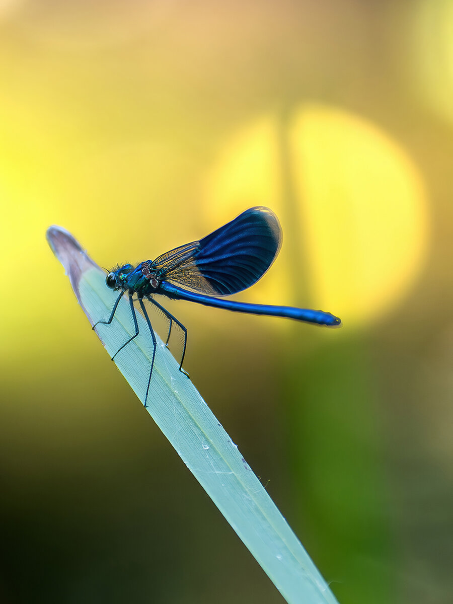 DSC_3104.jpg
