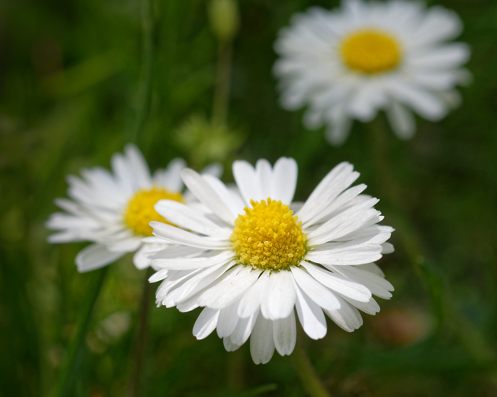DSC_3114_DxO.jpg
