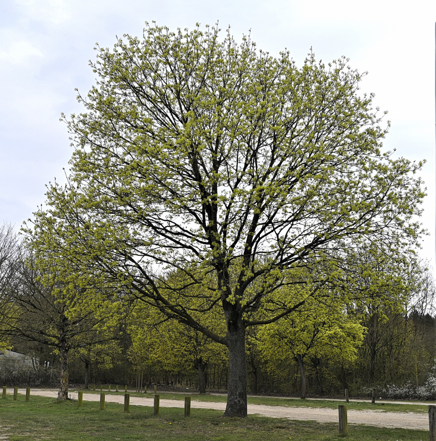 DSC_3165.jpg
