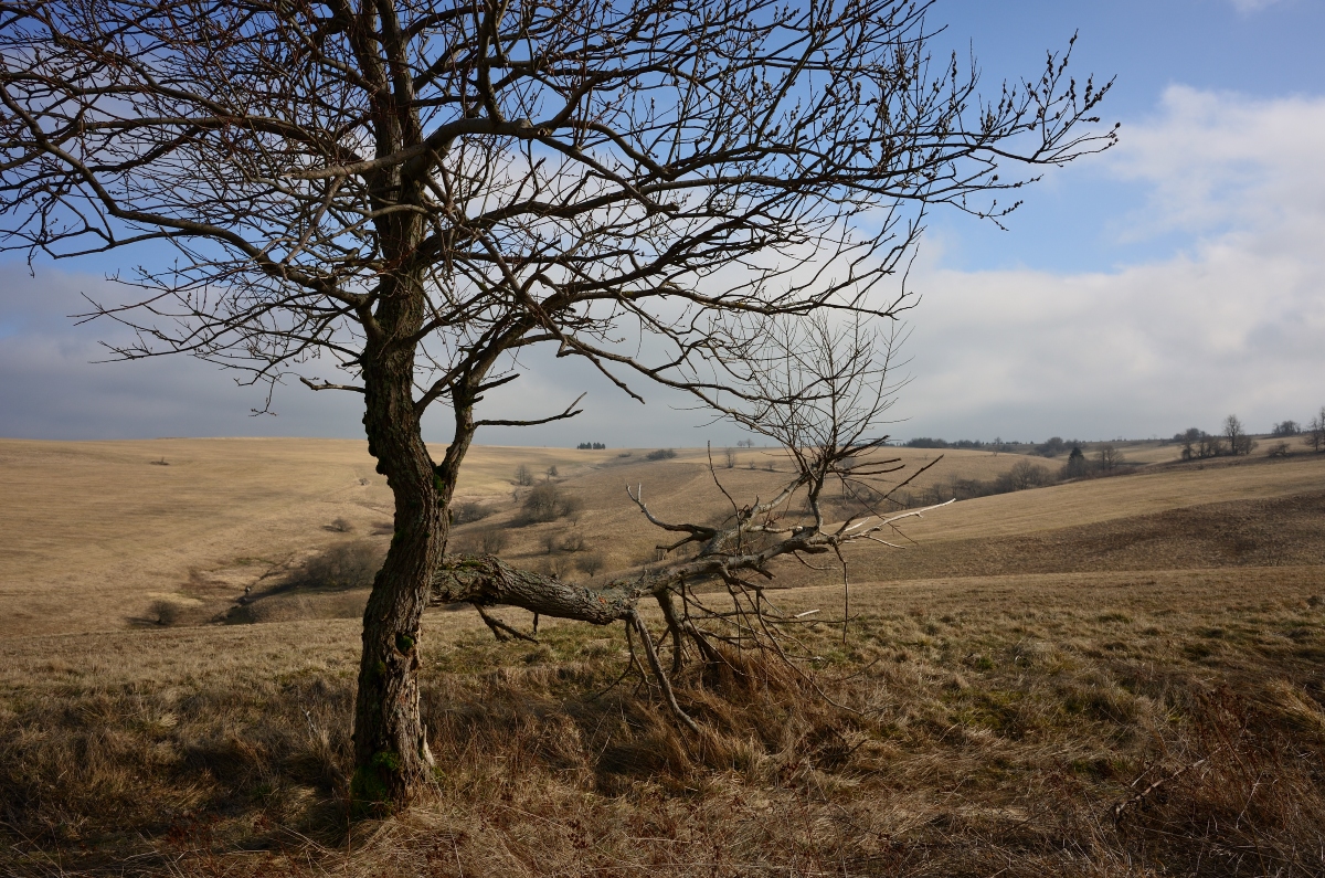 DSC_3240_00001n.jpg