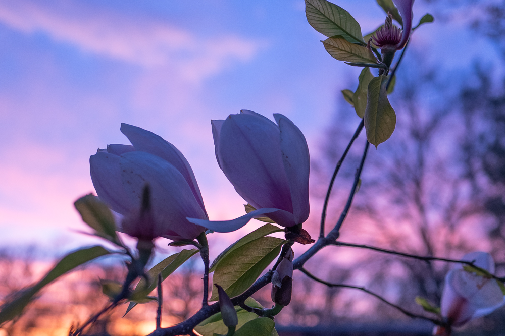 DSC_3244.jpg