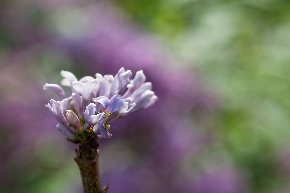 DSC_3266_DxO-2.jpg