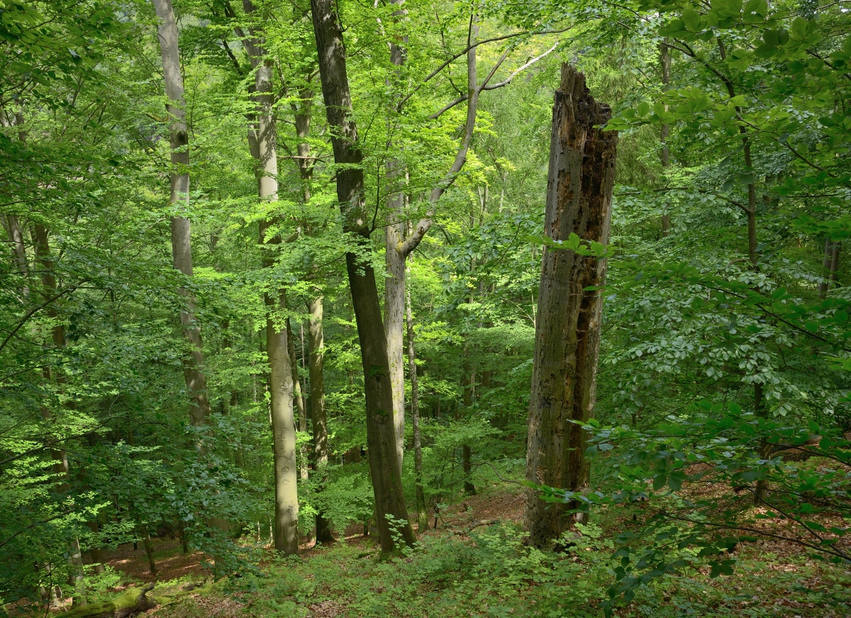 DSC_3276_00001_01n.jpg