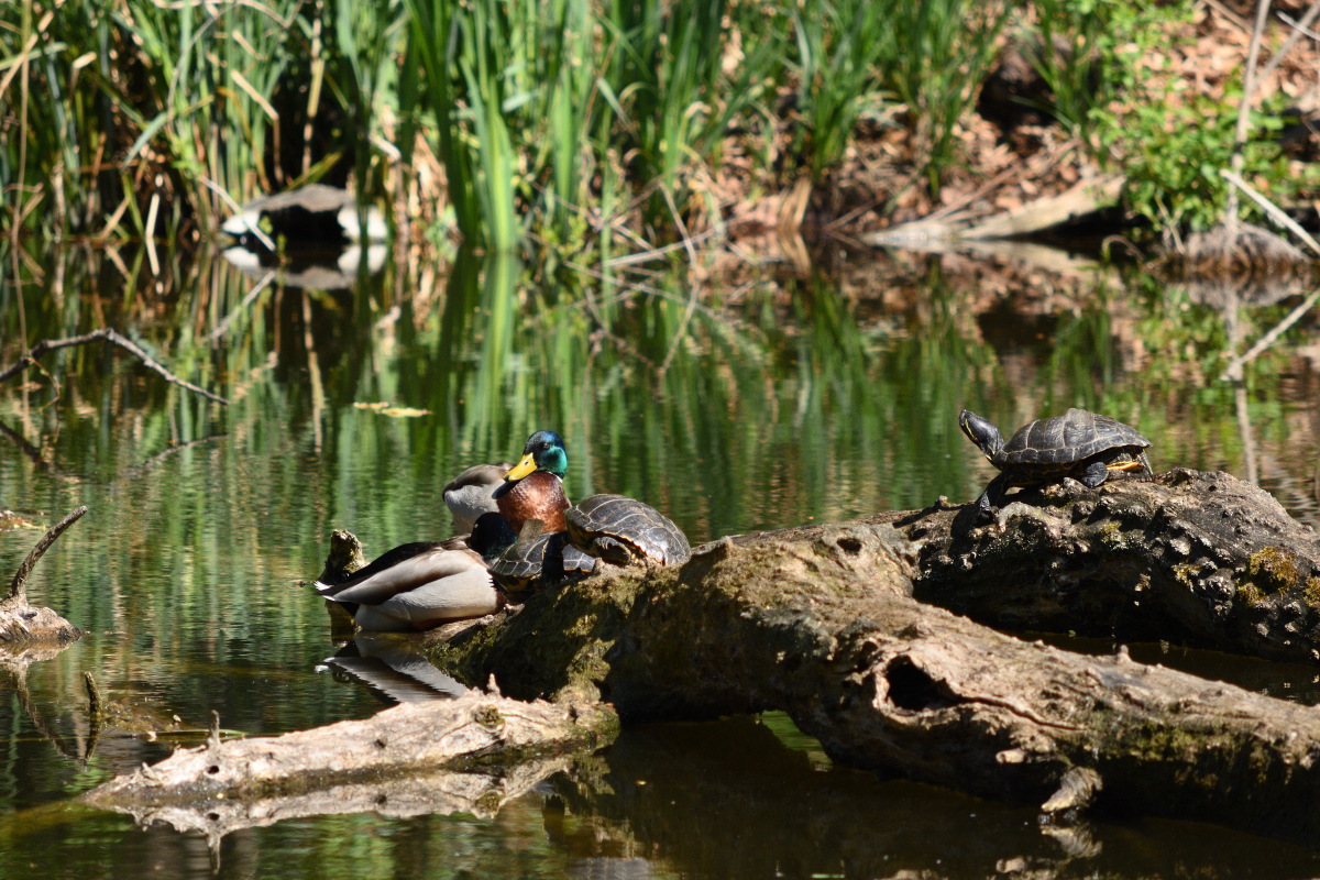 DSC_3295.JPG