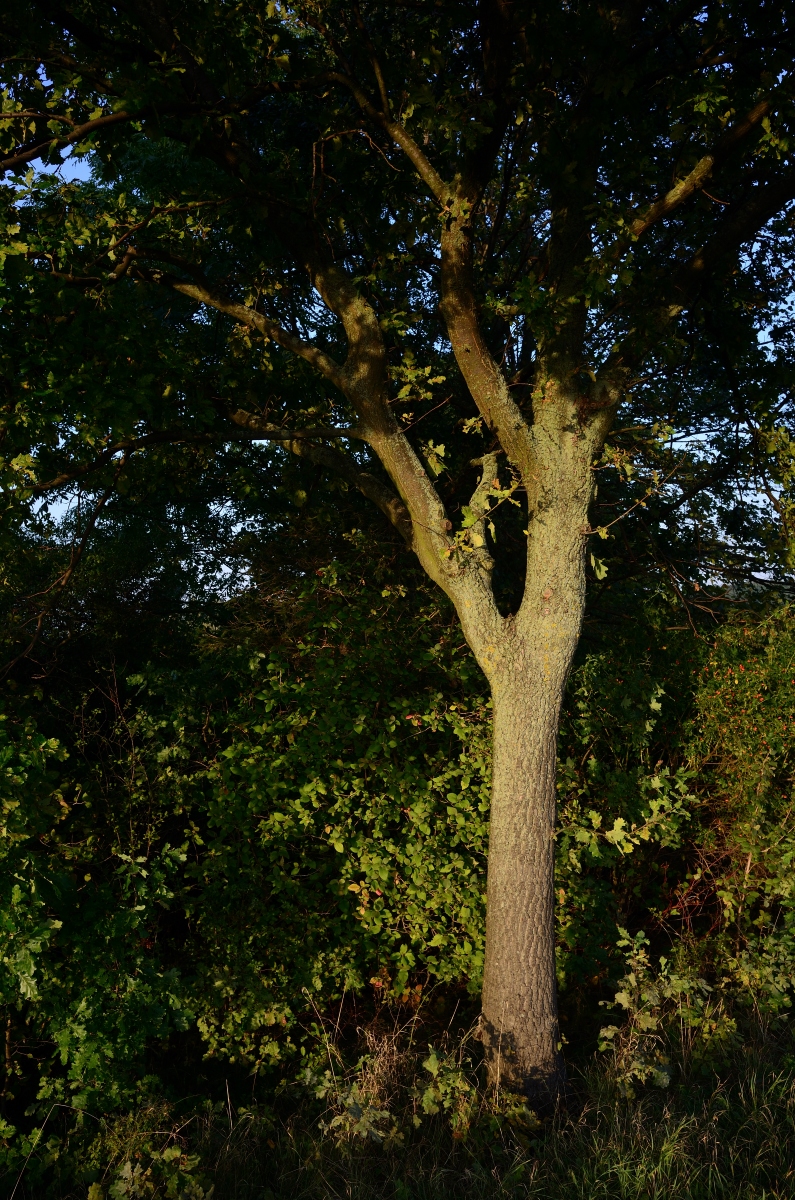 DSC_3312_00001n.jpg