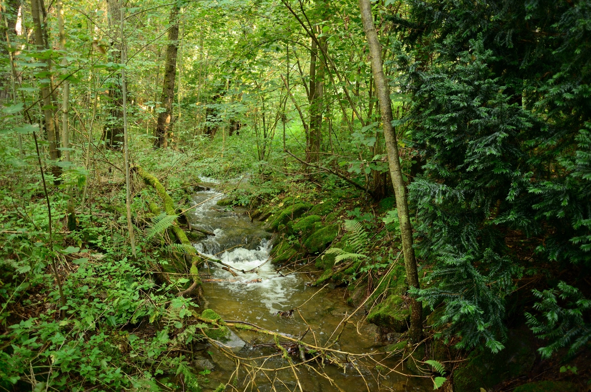 DSC_3351_00001n.jpg