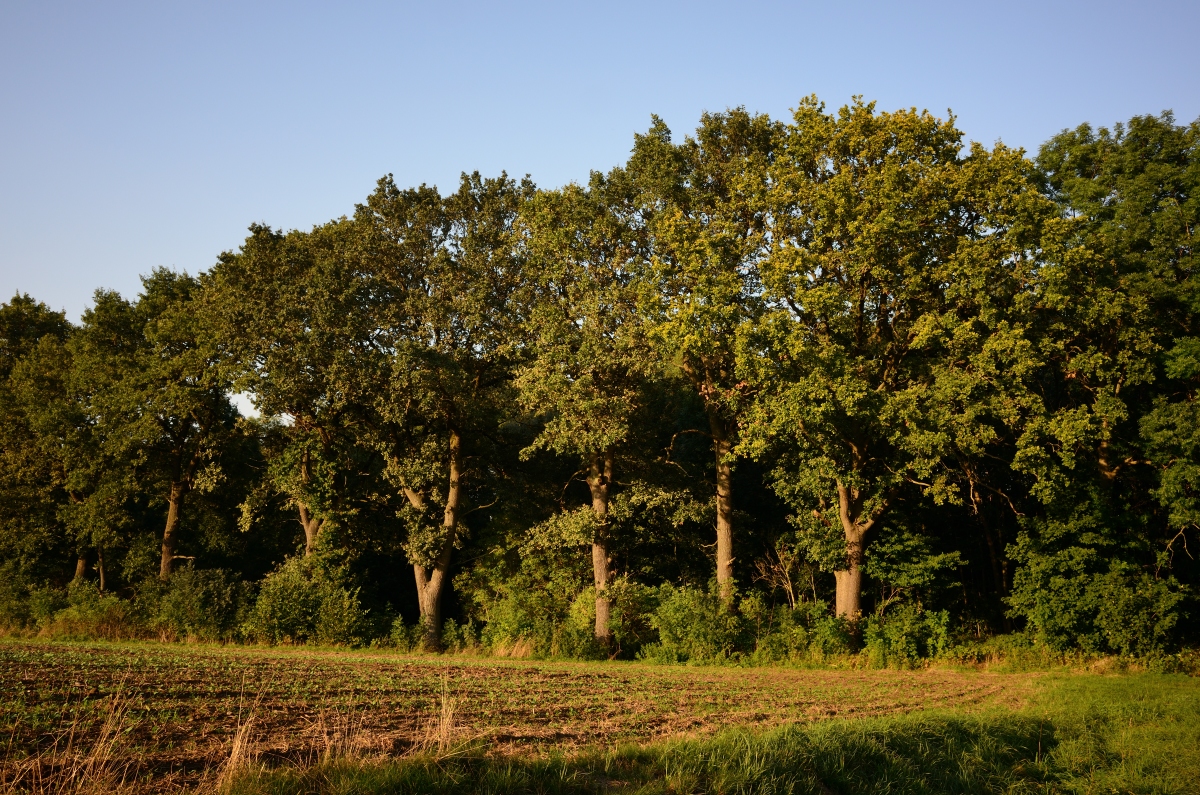DSC_3357_00001n.jpg