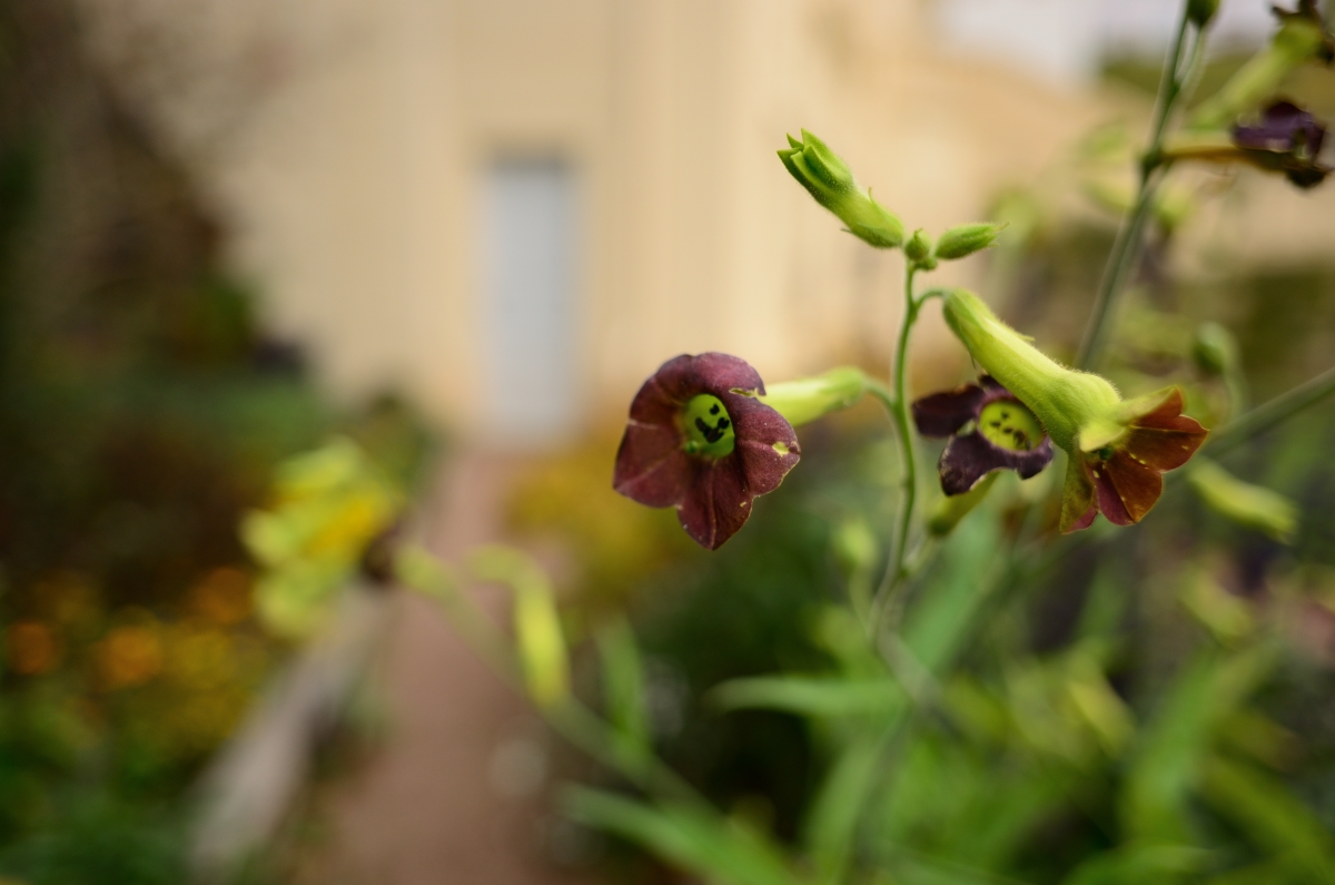 DSC_3377_00001n.jpg