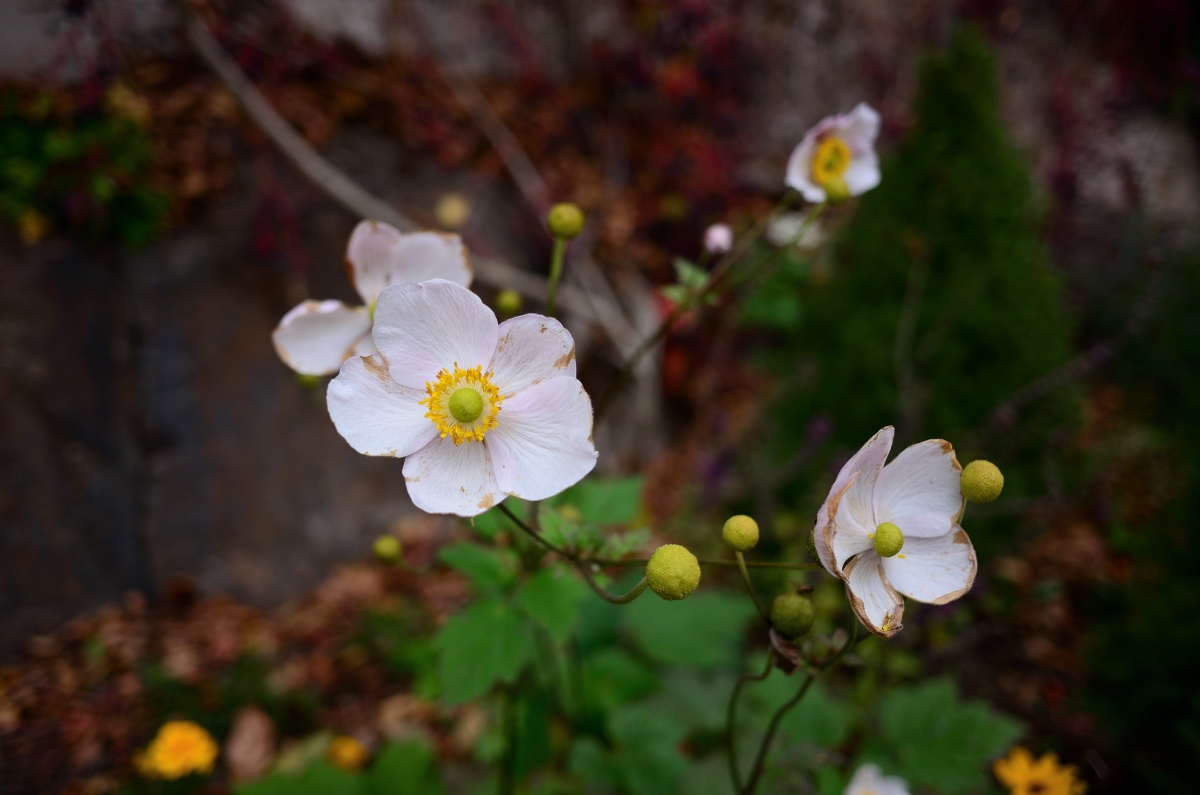 DSC_3386_00001n.jpg