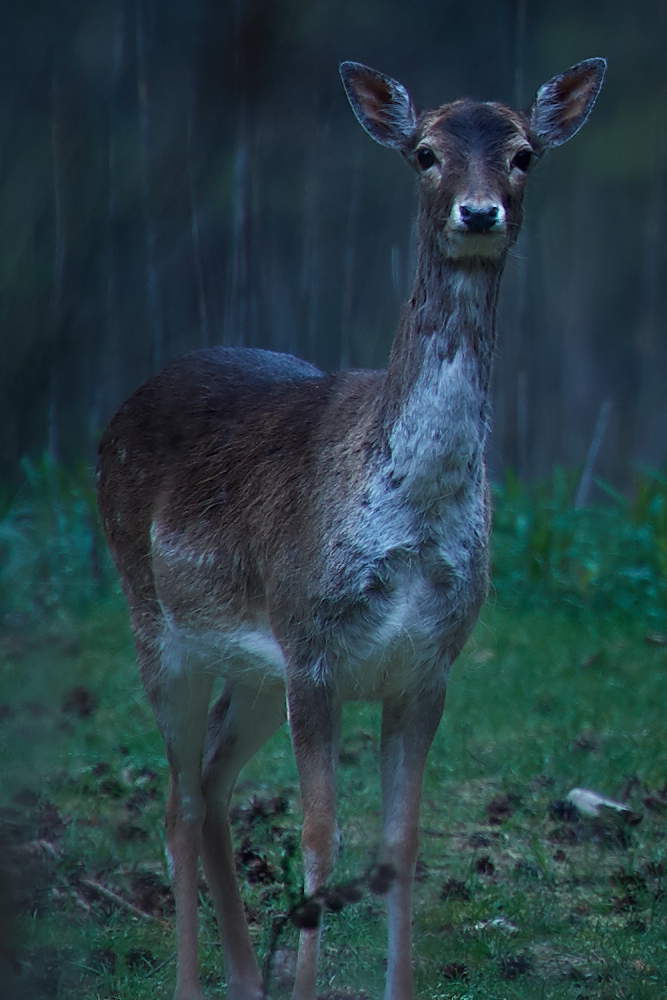 DSC_3586.jpg