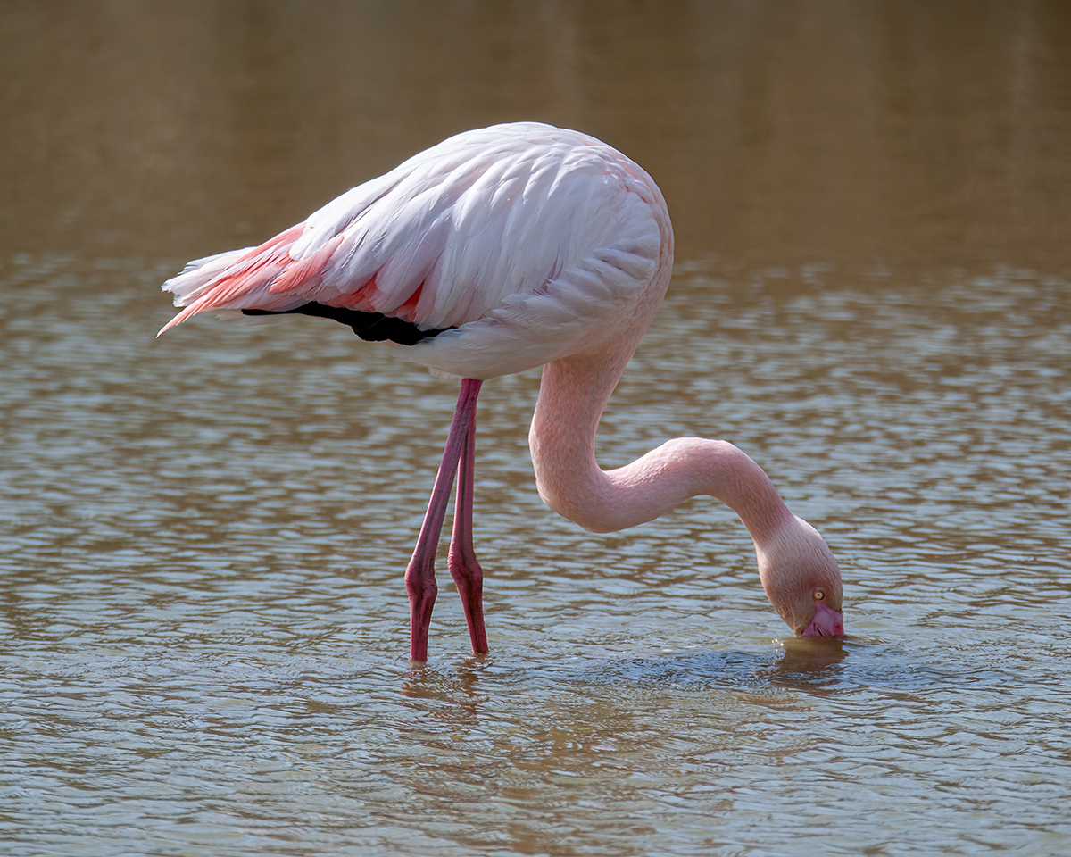 DSC_3647.jpg