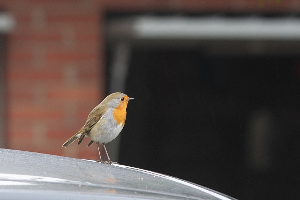 DSC_3753.jpg