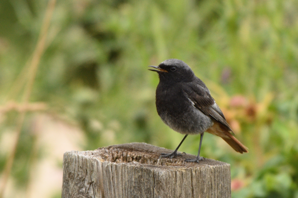 DSC_3778.JPG
