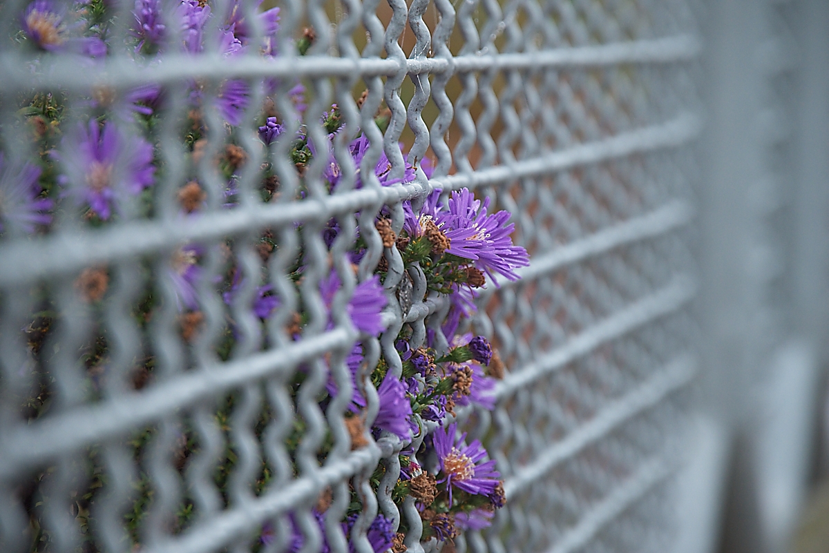 DSC_3850_NIKON Z 5_1200.jpg