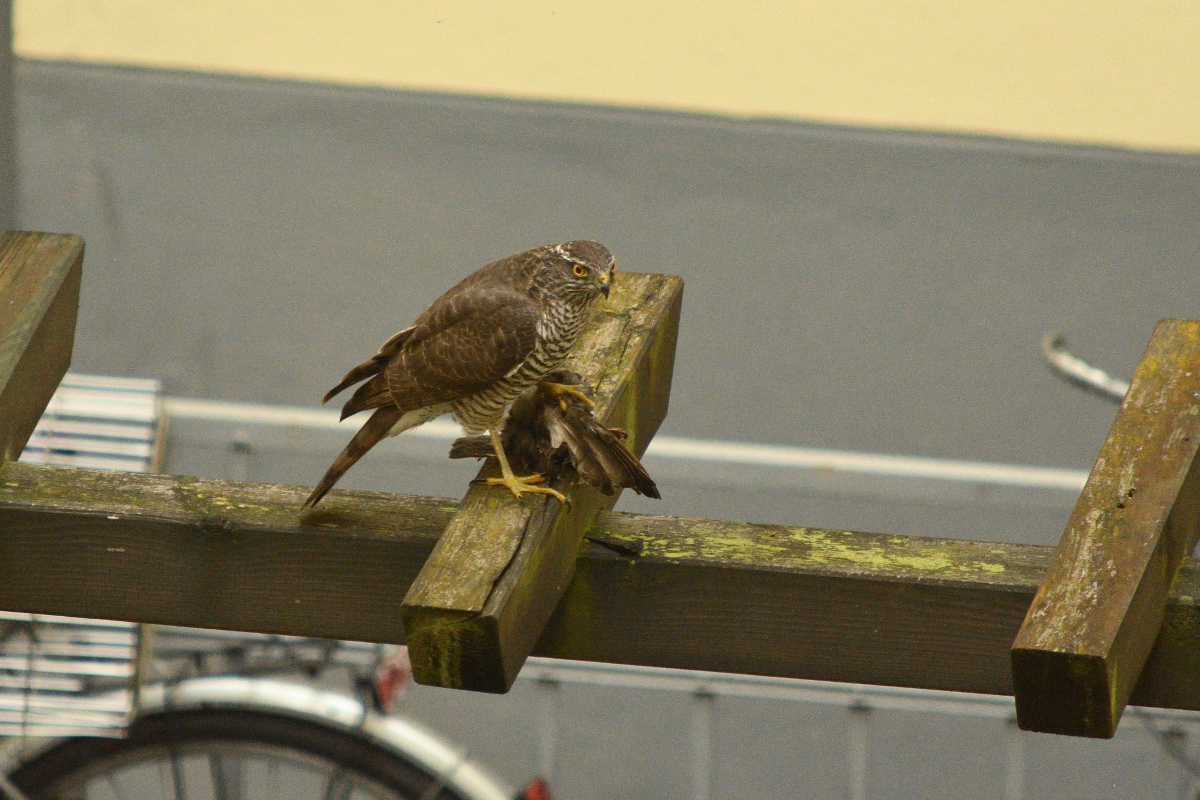 DSC_3853.JPG