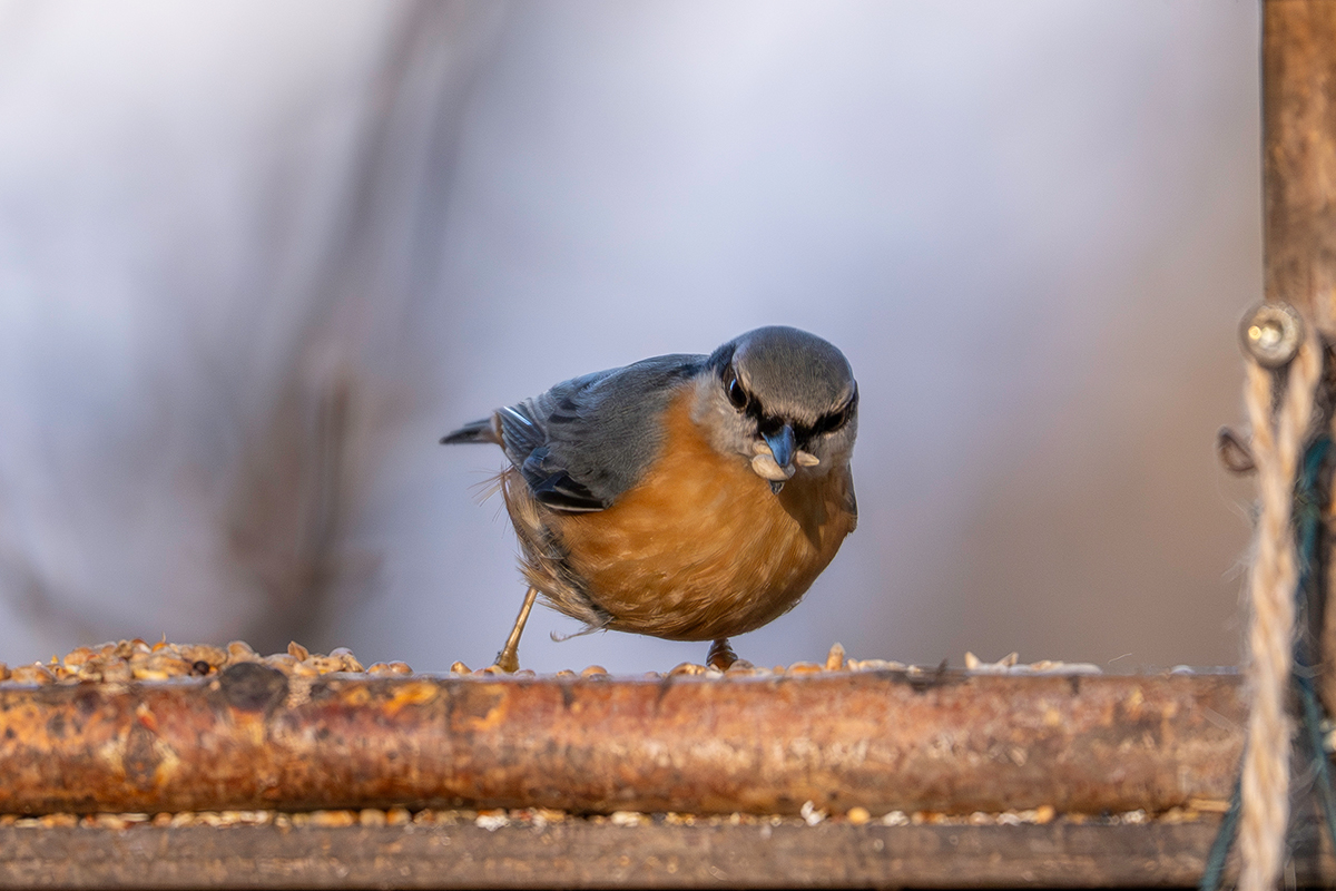 DSC_3856.jpg