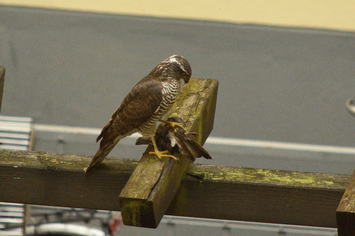 DSC_3857.JPG