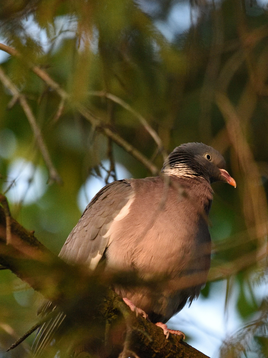 DSC_3917_00001.jpg