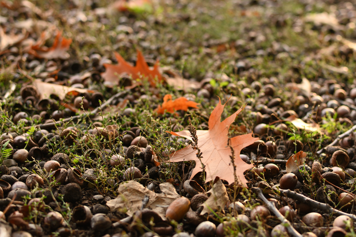 DSC_3930.JPG