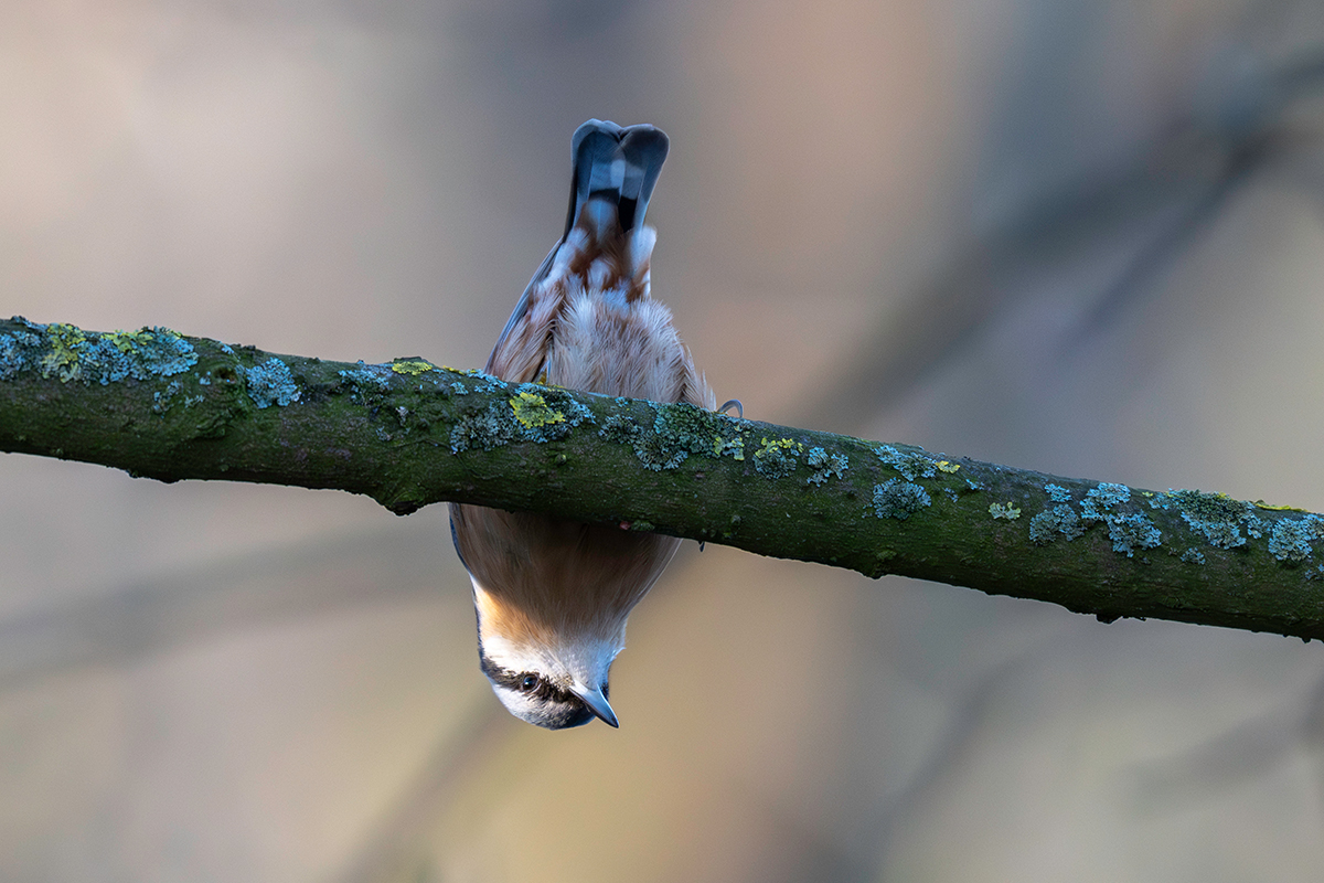 DSC_3986.jpg