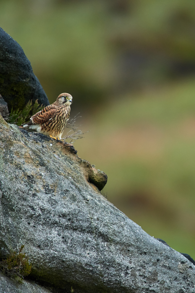 DSC_4007 1.jpg