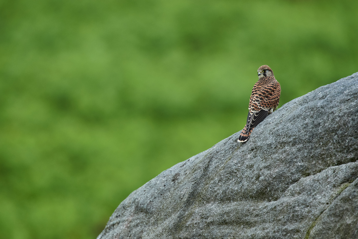 DSC_4010.jpg