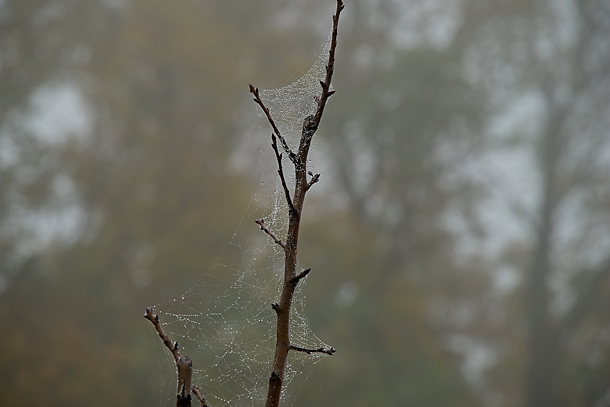 DSC_4119_NIKON Z 5_1200.jpg