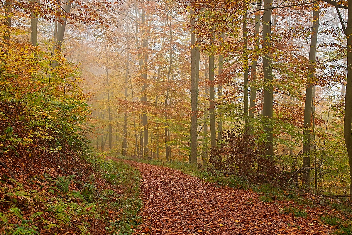DSC_4124_NIKON Z 5_1200-2.jpg