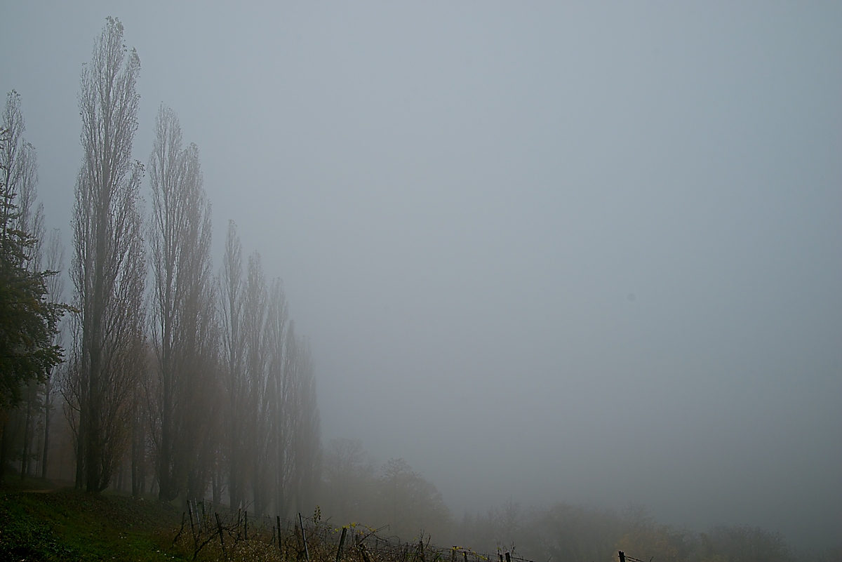 DSC_4137_NIKON Z 5_1200.jpg