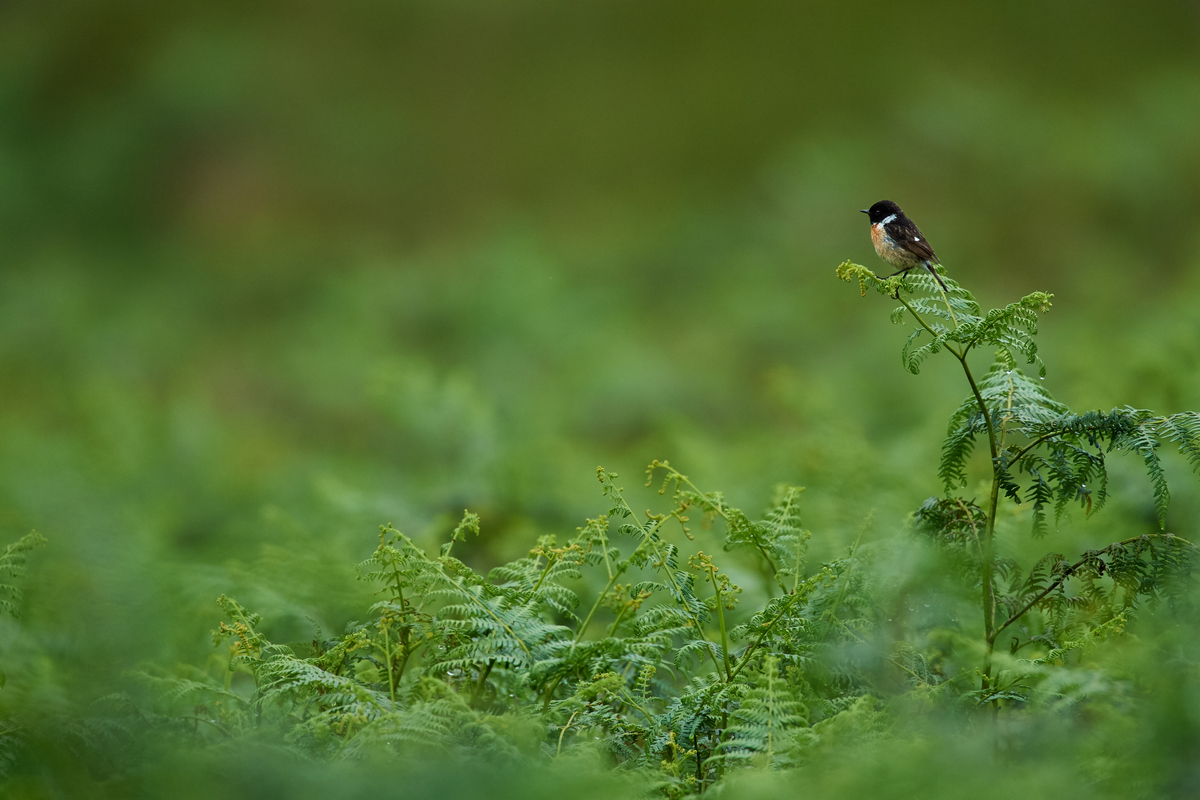 DSC_4149 1.jpg