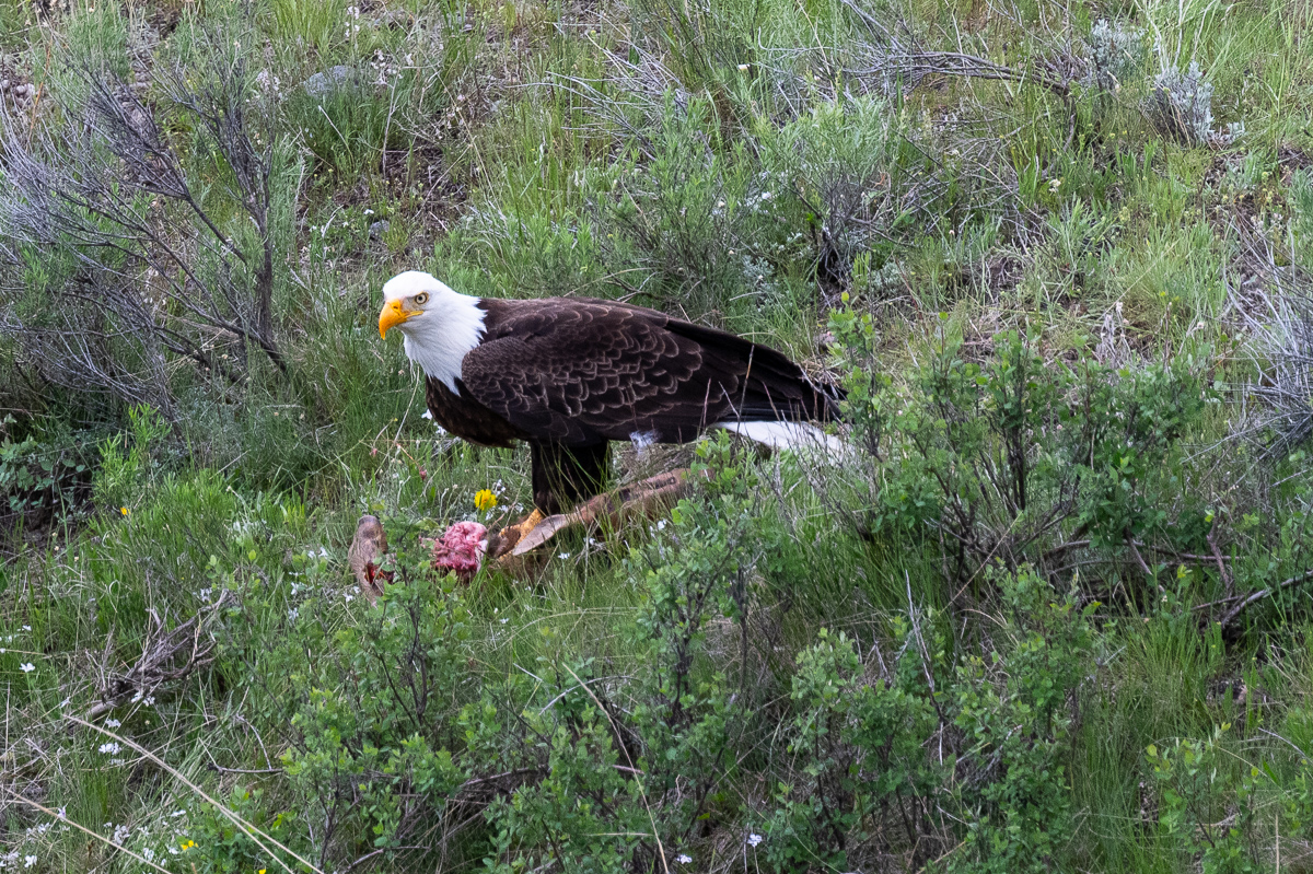 DSC_4152.jpg
