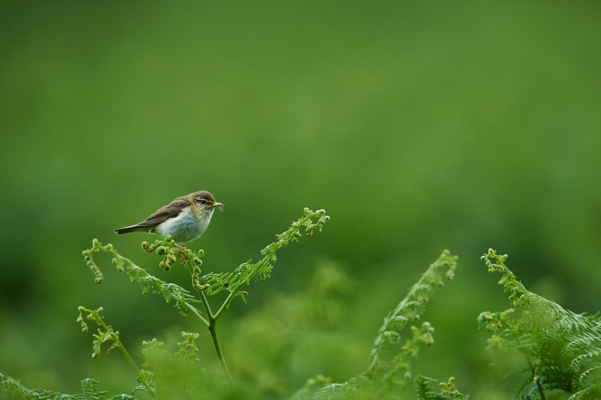 DSC_4173 1.jpg