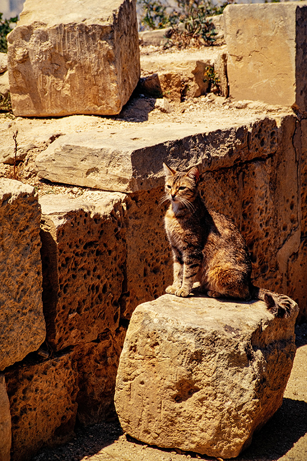 DSC_4185.jpg