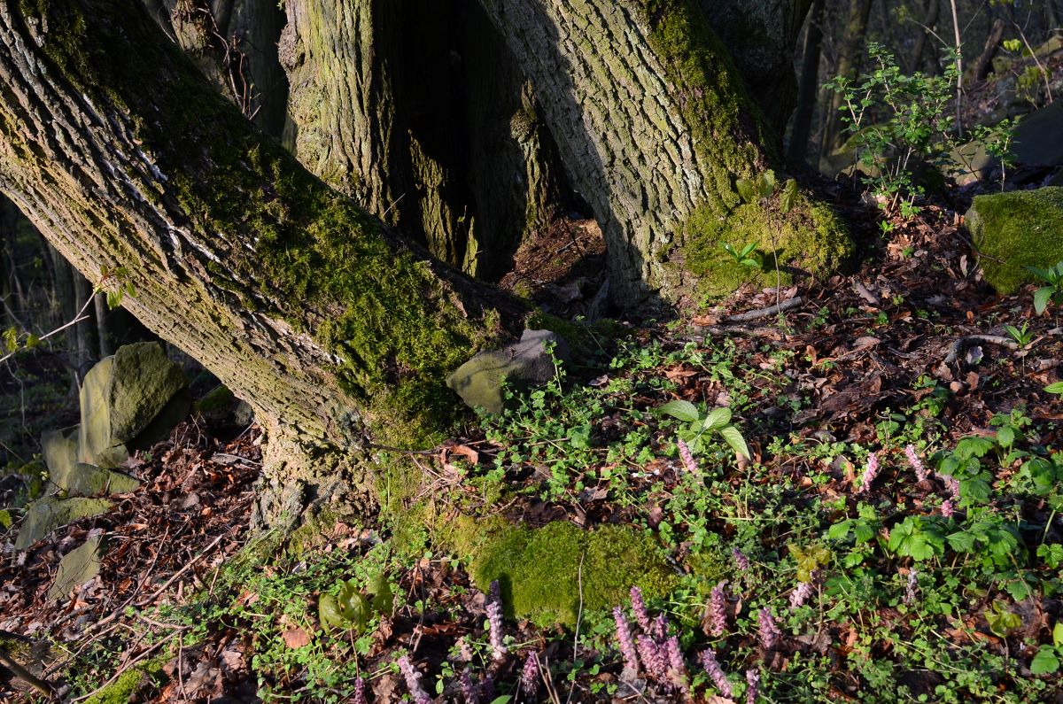 DSC_4256n.JPG