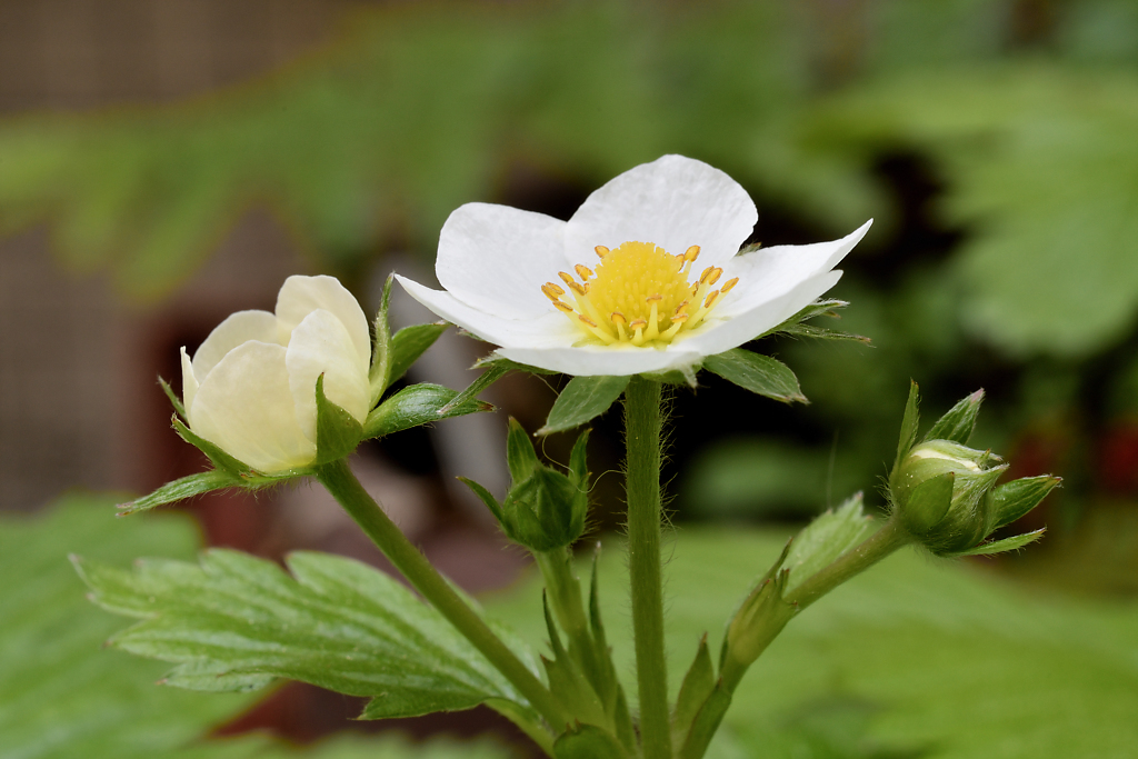 DSC_4259_DxO.jpg