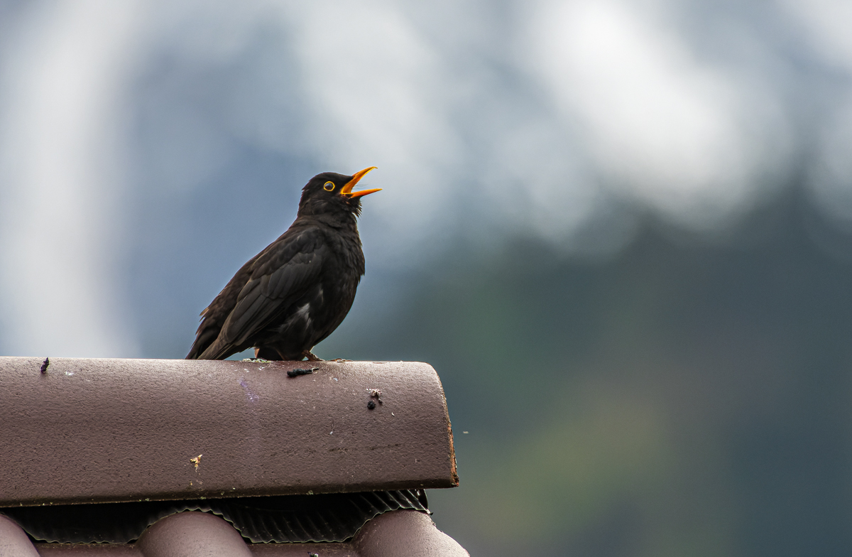 DSC_4284.jpg