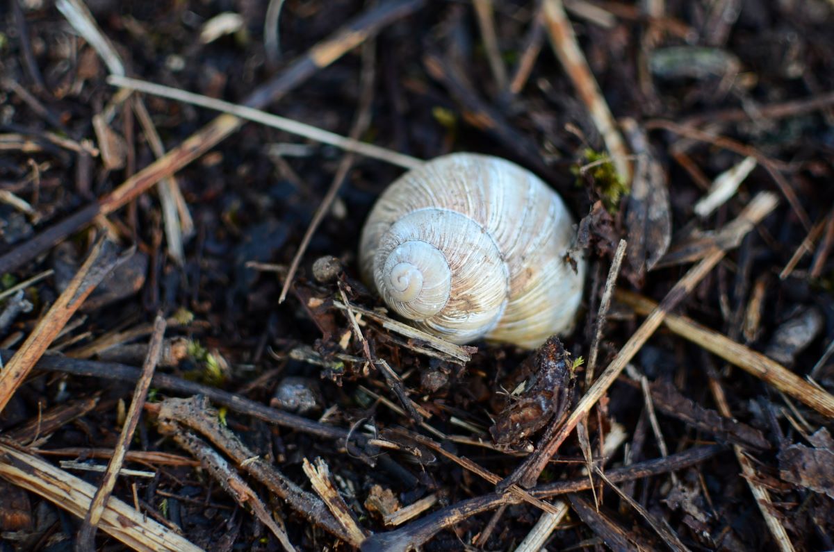 DSC_4309n.JPG