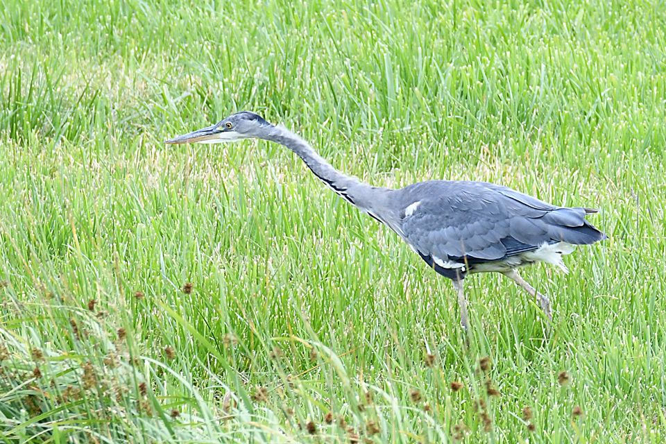 DSC_4311.jpg
