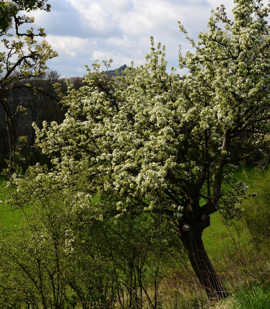 DSC_4317 (2)n.JPG
