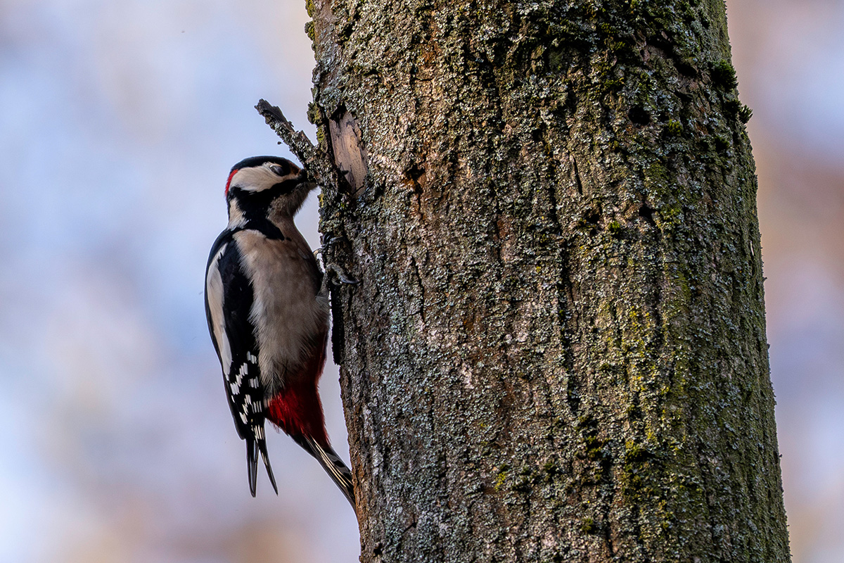 DSC_4318.jpg