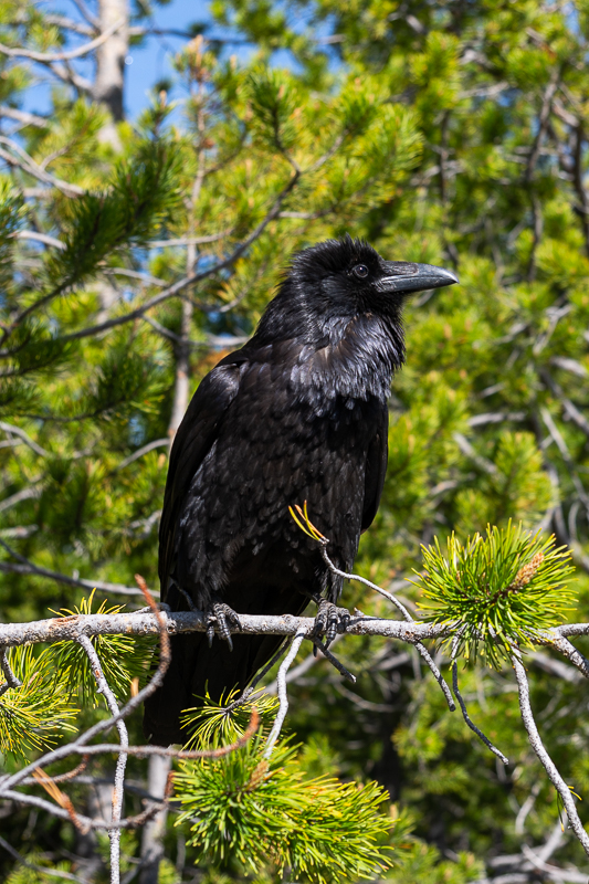 DSC_4374.jpg