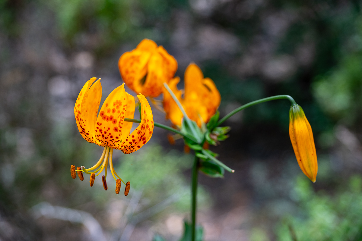 DSC_4379.jpg