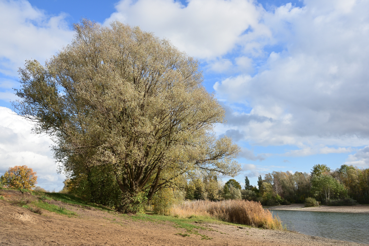 DSC_4418.JPG