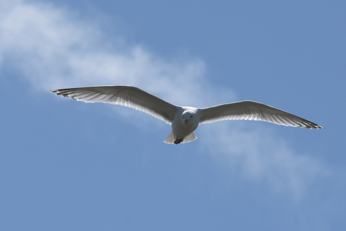 DSC_4436.jpg
