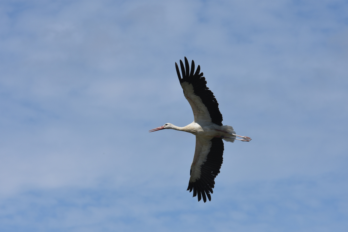 DSC_4479.jpg